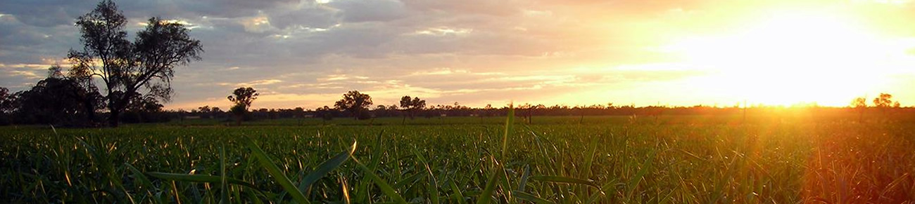 Bogan Shire's Wheat fields